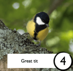 Photograph of a great tit