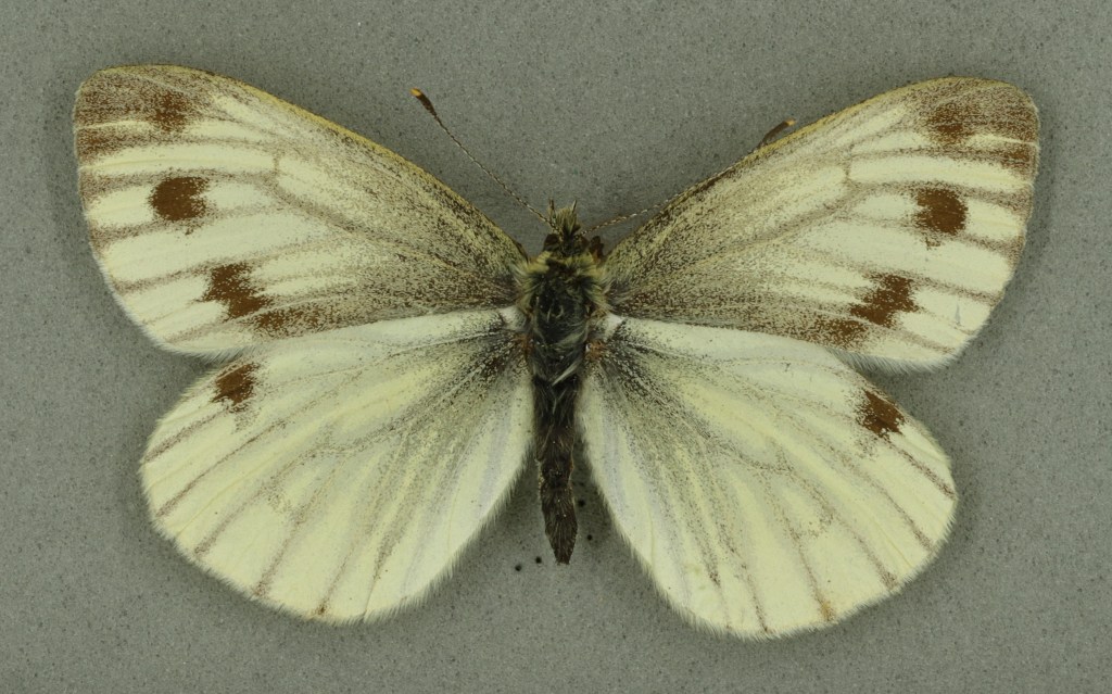 Green-veined white, University Museum of Zoology collection. Copyright University of Cambridge
