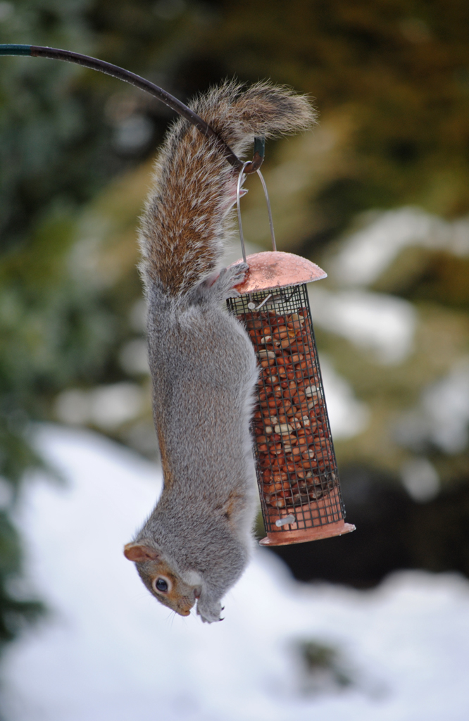 Grey squirrel feeding at a bird feeder