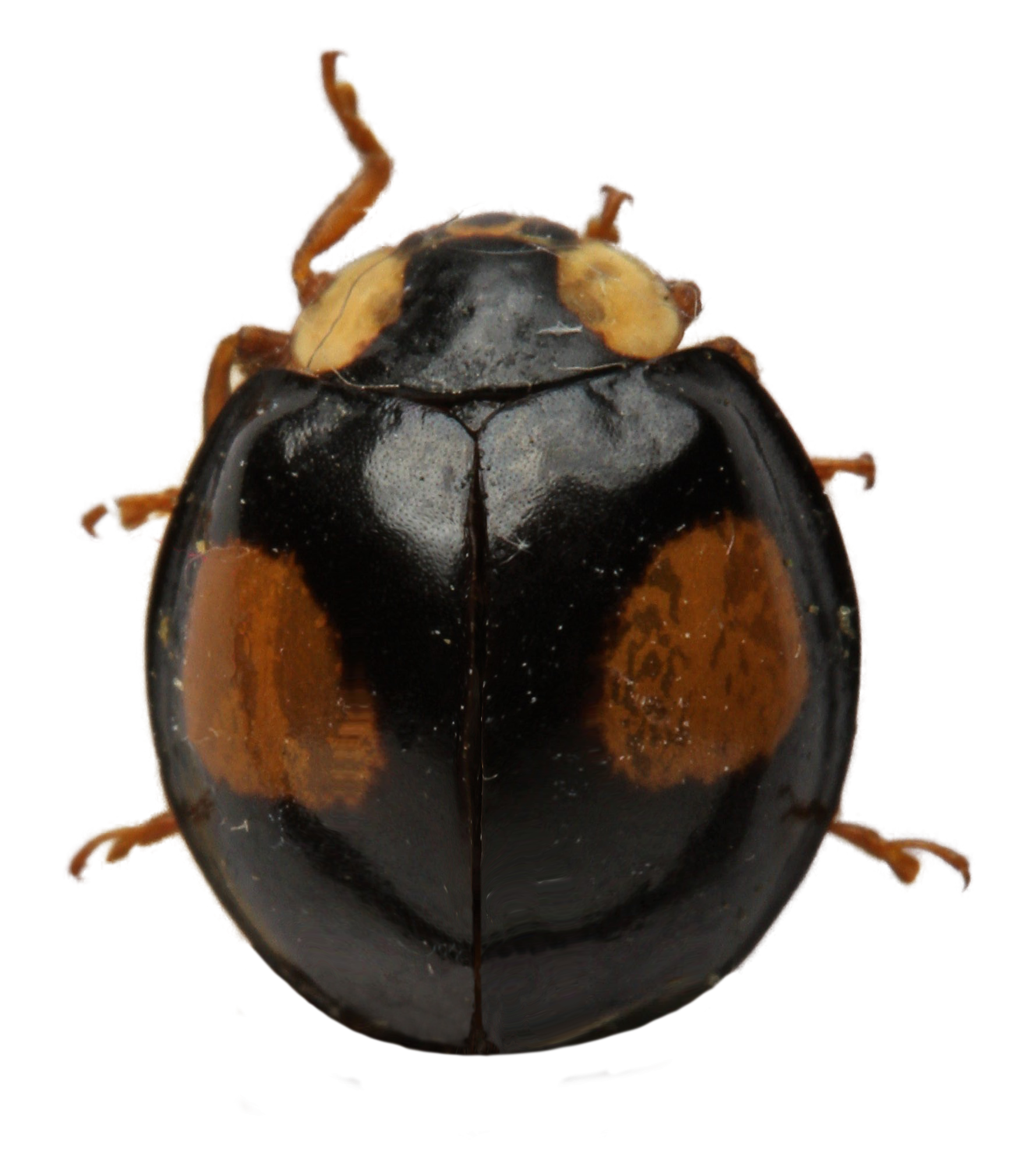 Photograph of a harelquin ladybird specimen