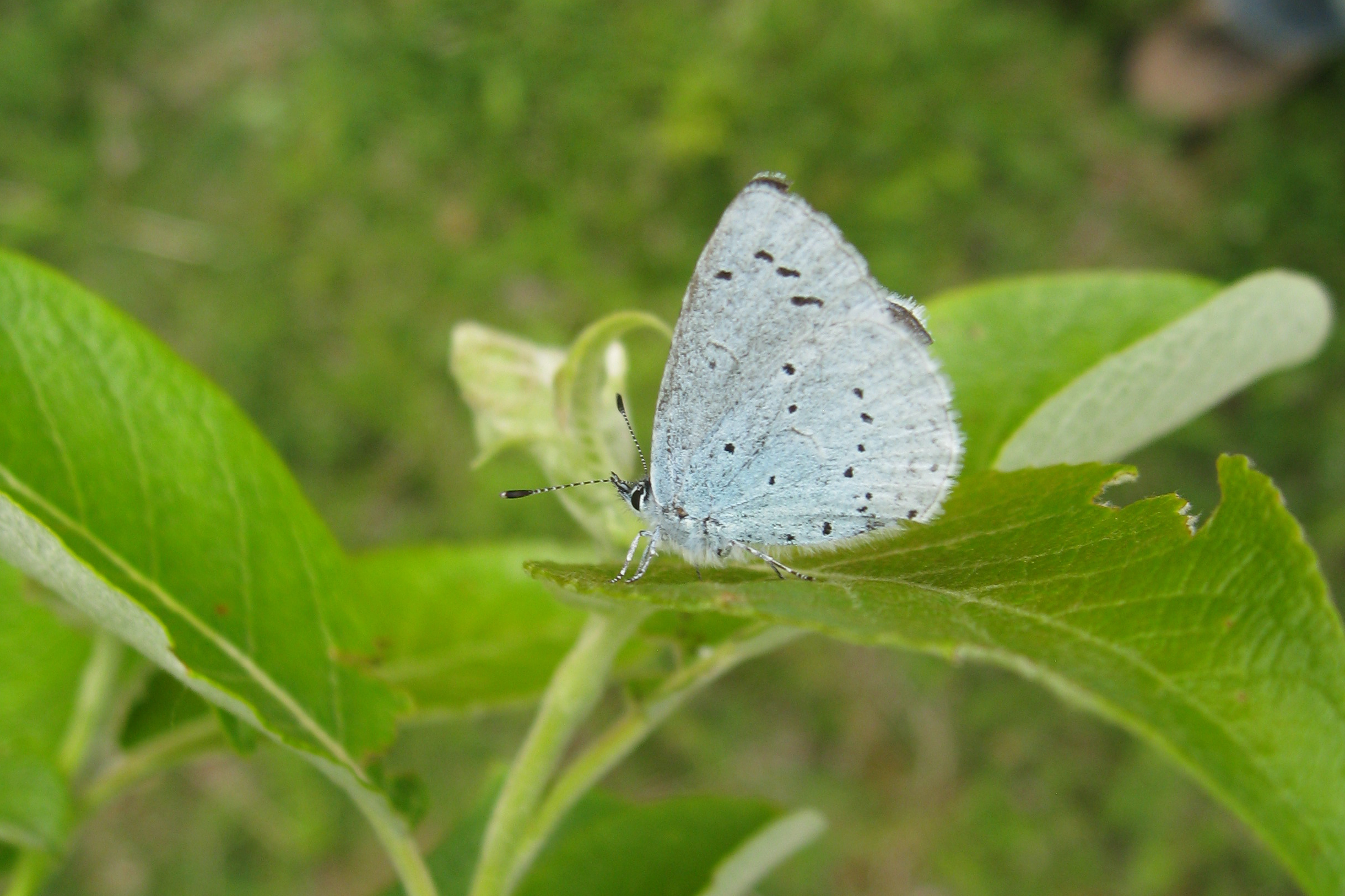 Holly blue underwing, credit Ed Turner