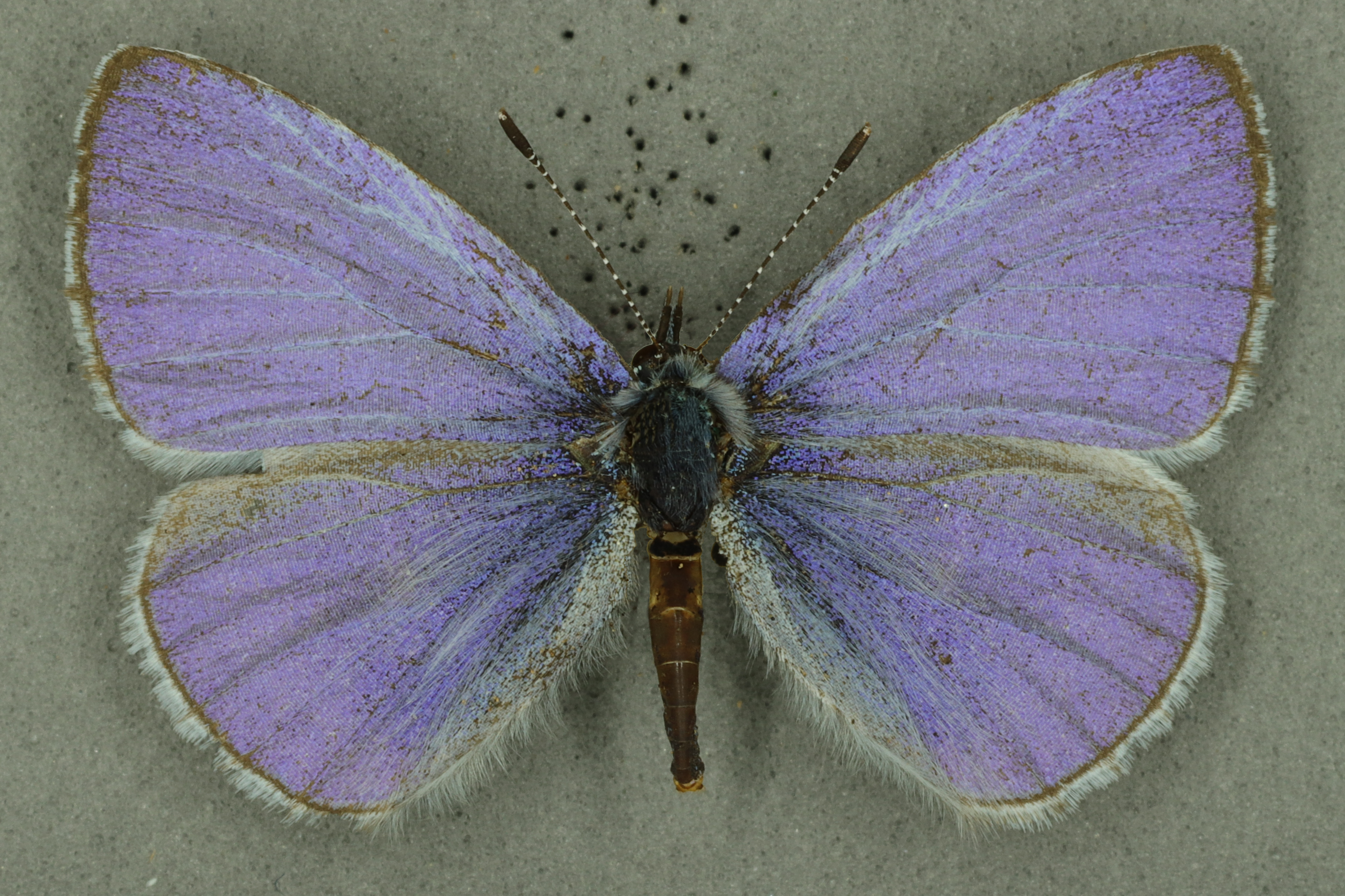 Male holly blue, University Museum of Zoology collection. Copyright University of Cambridge