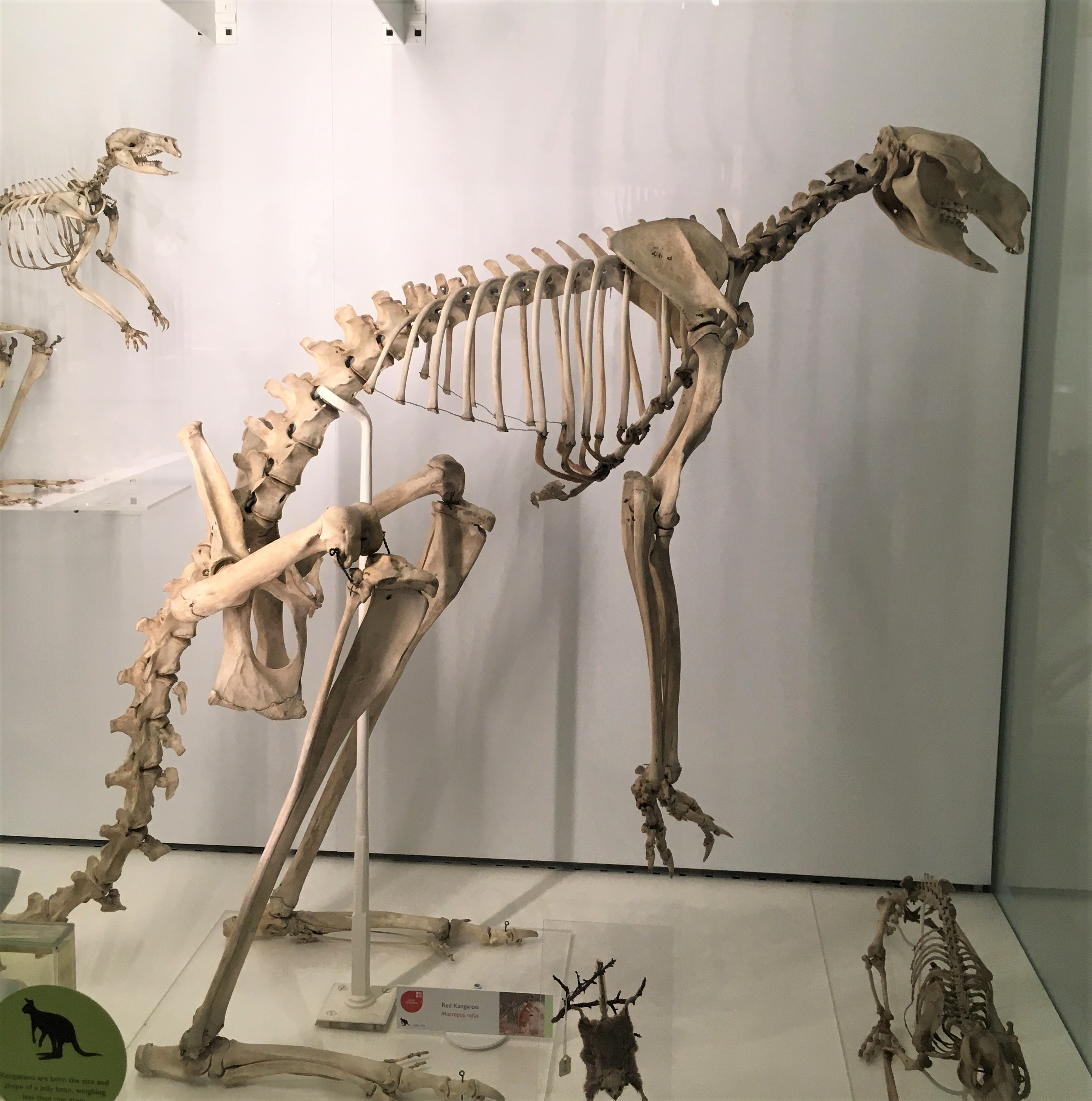 Photograph of a kangaroo skeleton at the Museum of Zoology