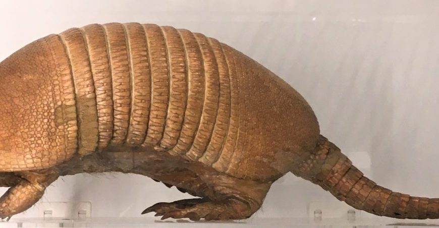 Photograph of a taxidermied nine-banded armadillo