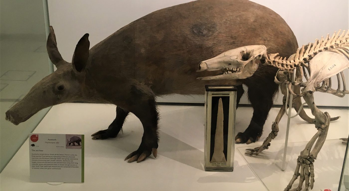 Aardvark skin and skeleton