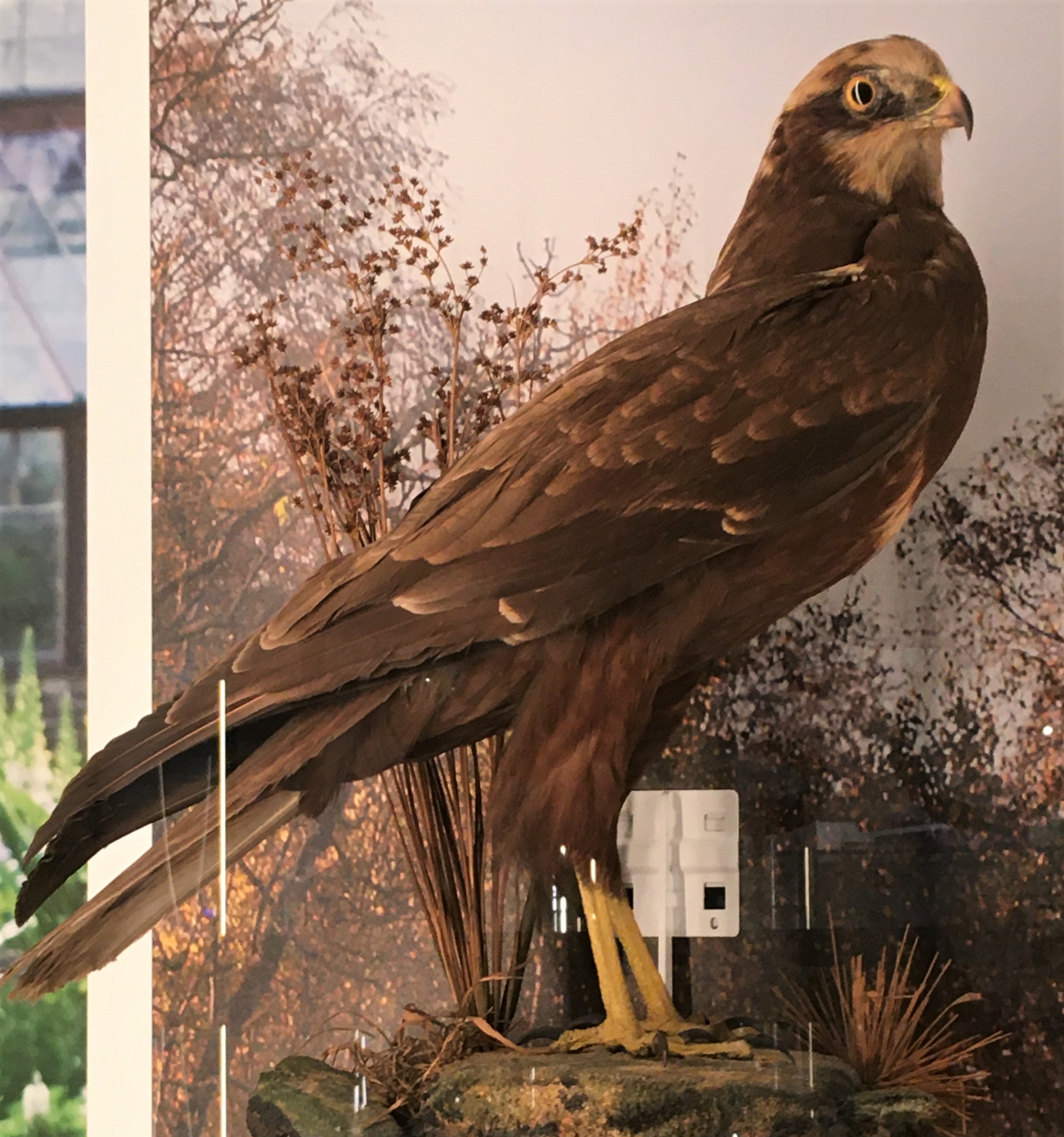 Photograph of a specimen of a marsh harrier at the Musuem of Zoology
