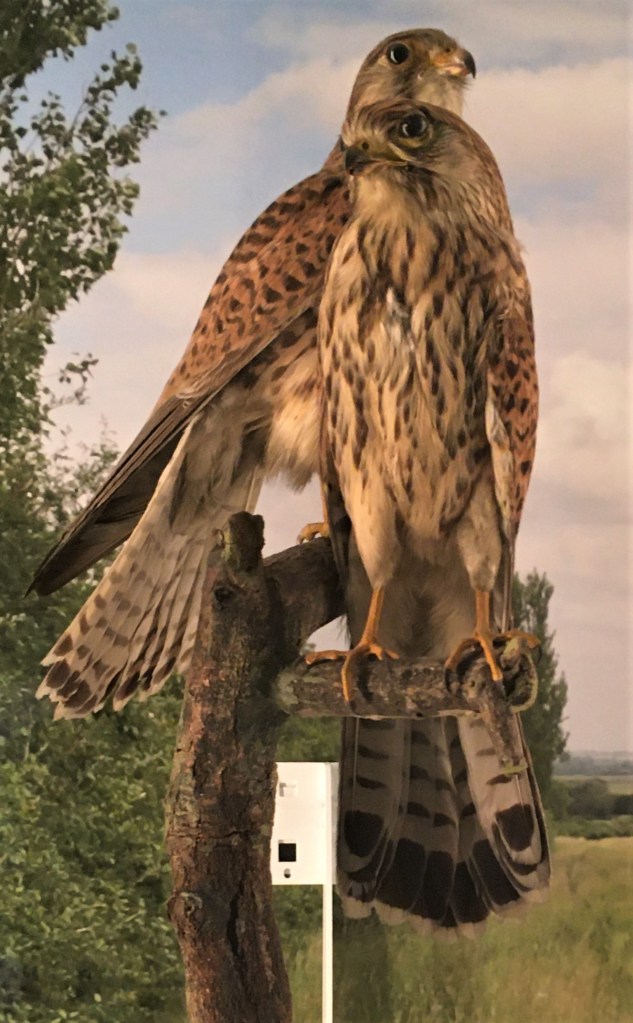 Photograph of two kestrel specimens at the Museum of Zoology