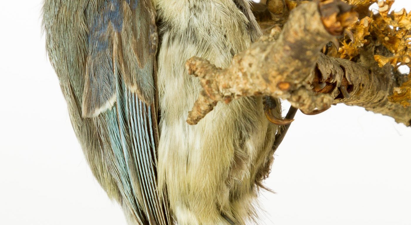 taxidermy blue tit at the Museum of Zoology