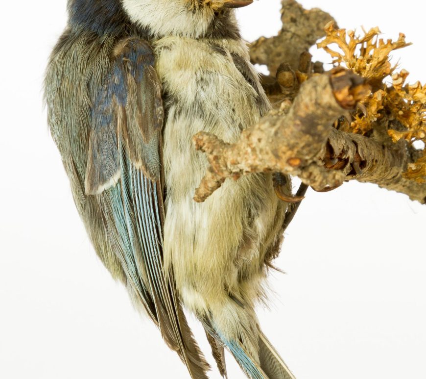 taxidermy blue tit at the Museum of Zoology