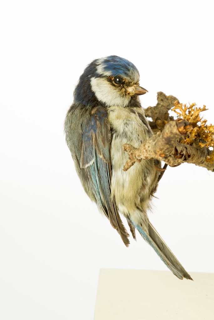taxidermy blue tit at the Museum of Zoology