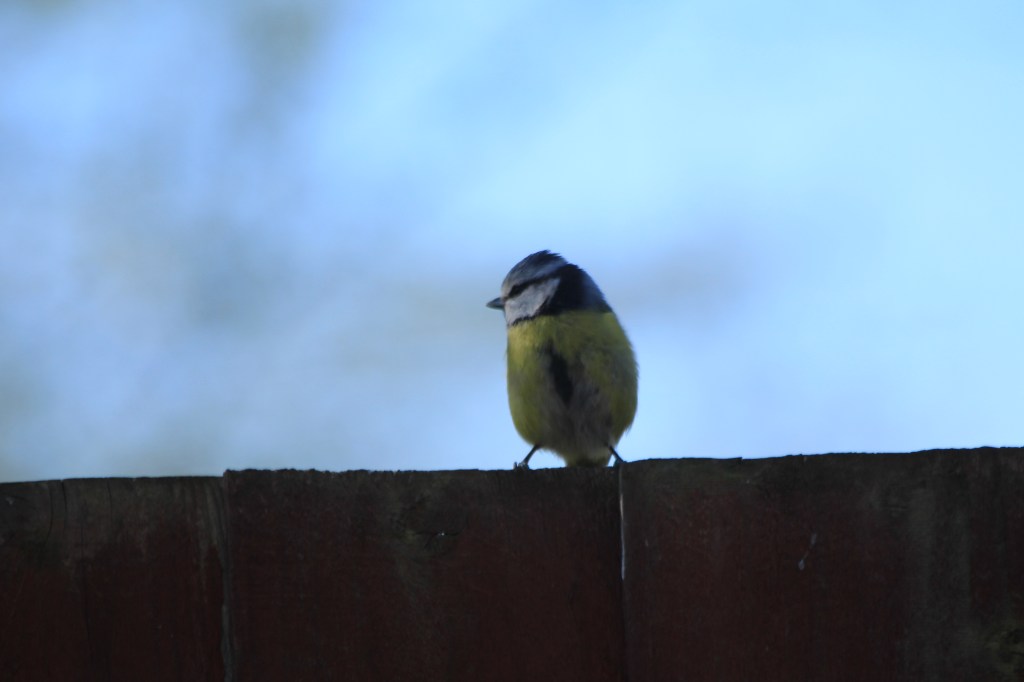 Photograph of a blue tit on a fence