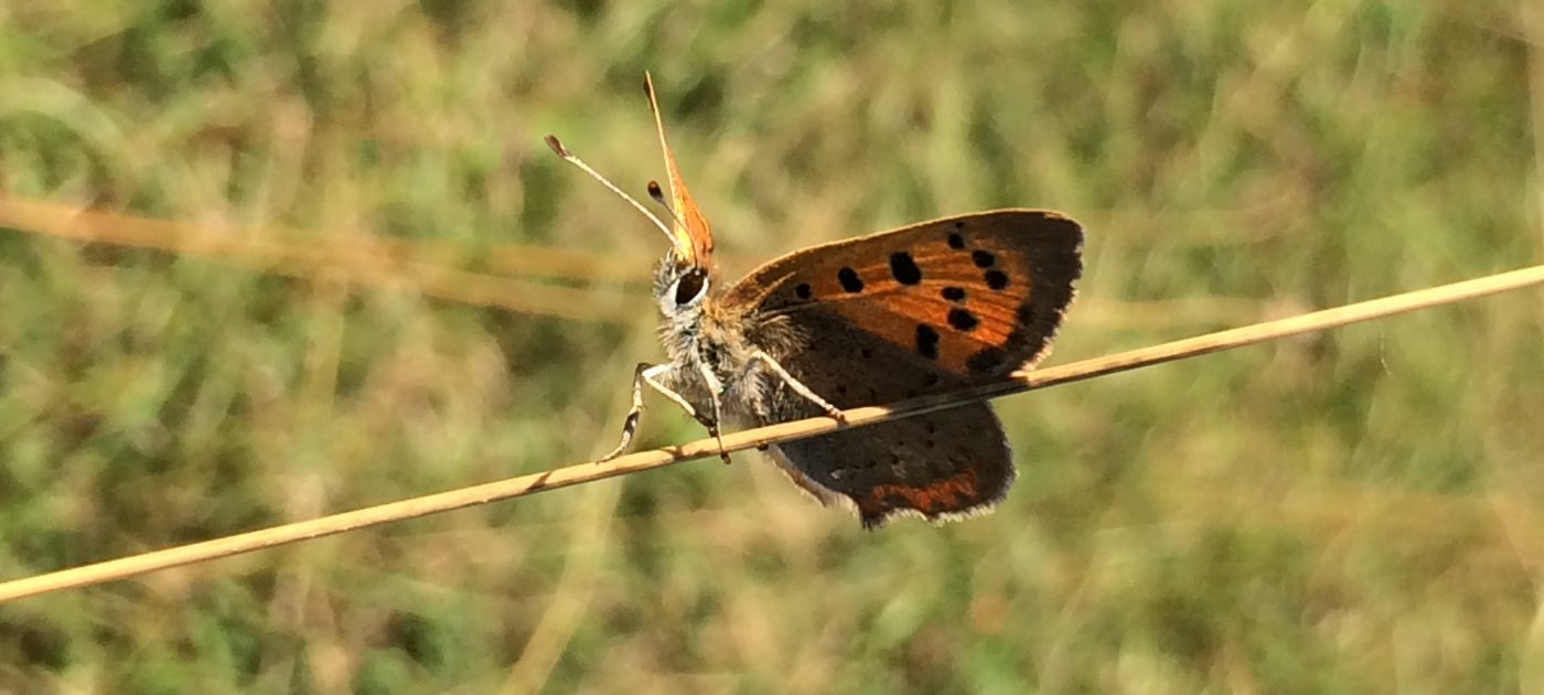 Small copper. Credit Andrew Bladon