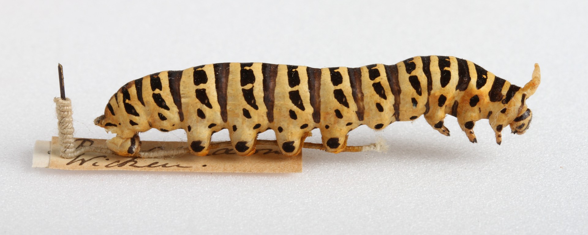Swallowtail caterpillar UMZC collection