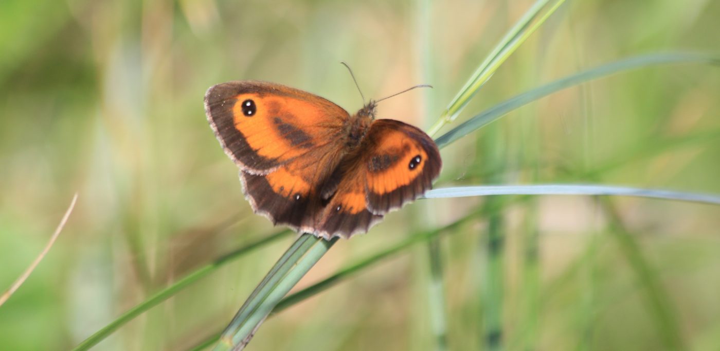 Gatekeeper, male. Credit Andrew Bladon