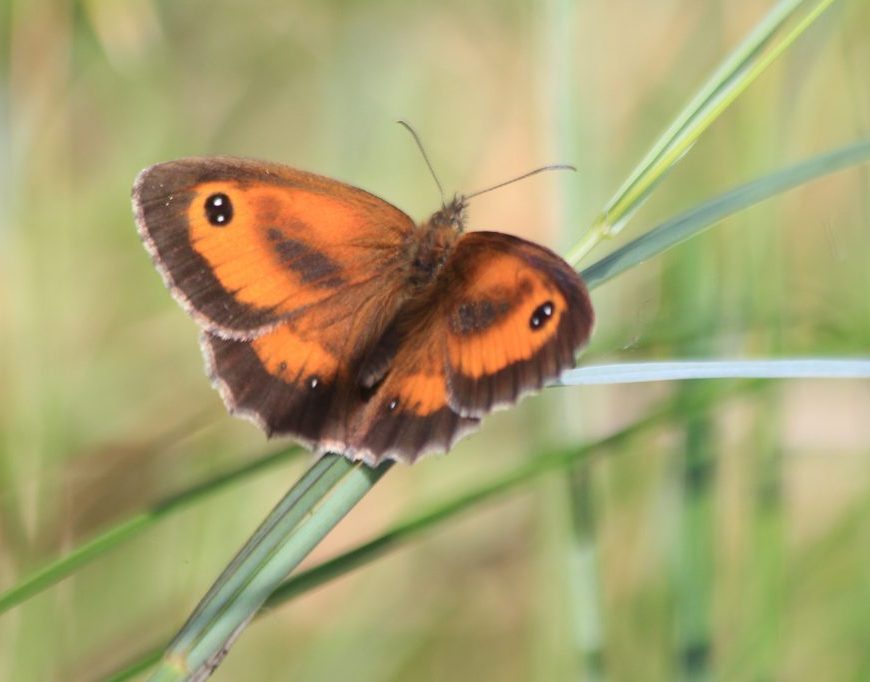 Gatekeeper, male. Credit Andrew Bladon
