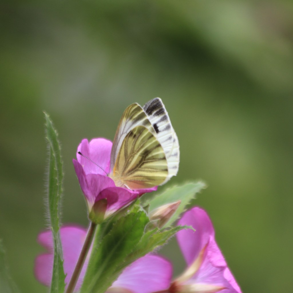 Green-veined white, Pieris napi, Norfolk. Credit Andrew Bladon