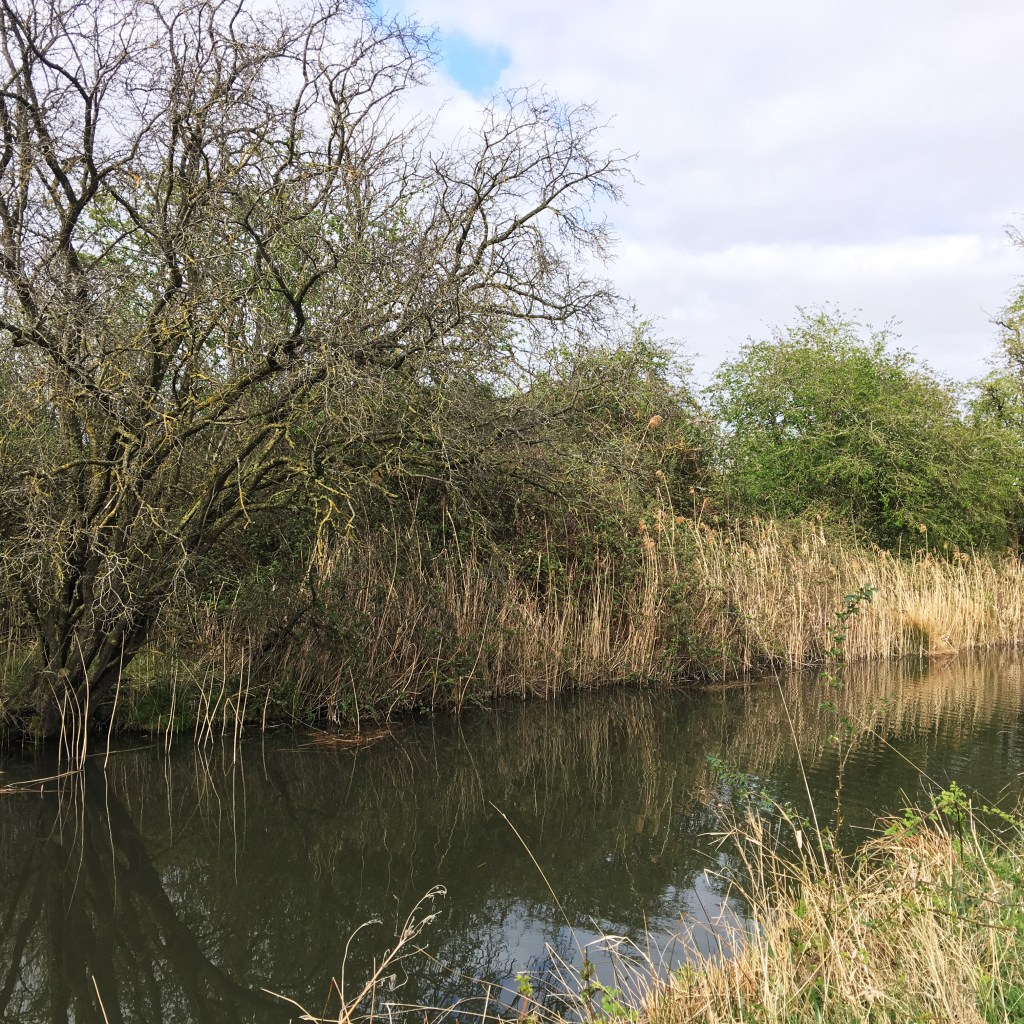 Wicken fen. Credit S Steele