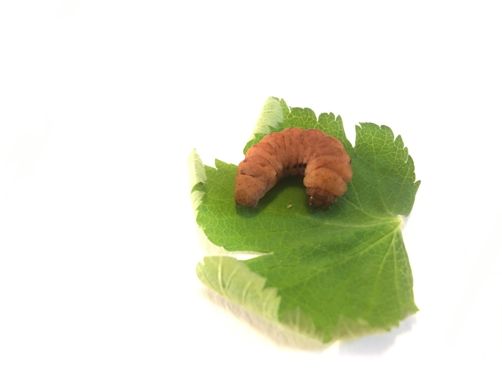 photograph of a large yellow underwing moth caterpillar on a leaf