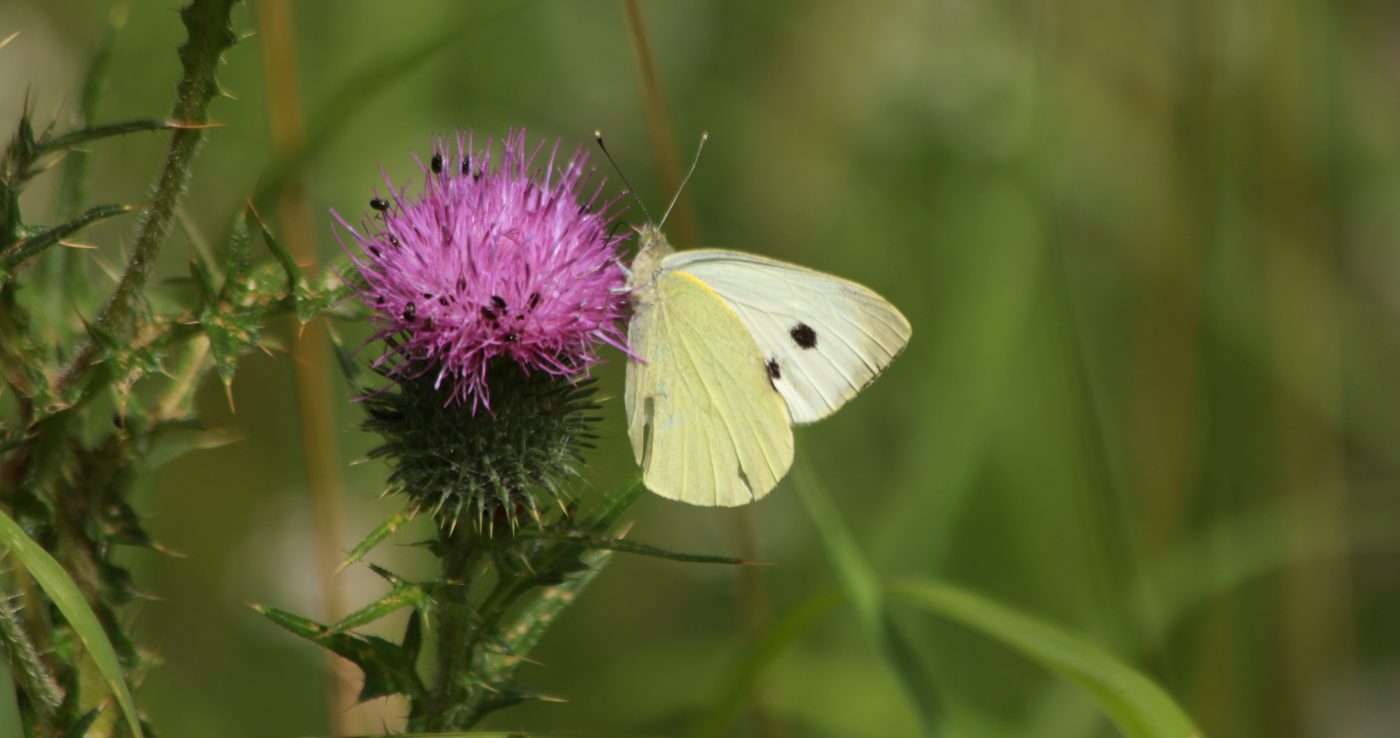 Large white on thistle Wicken Fen. Credit Andrew Bladon