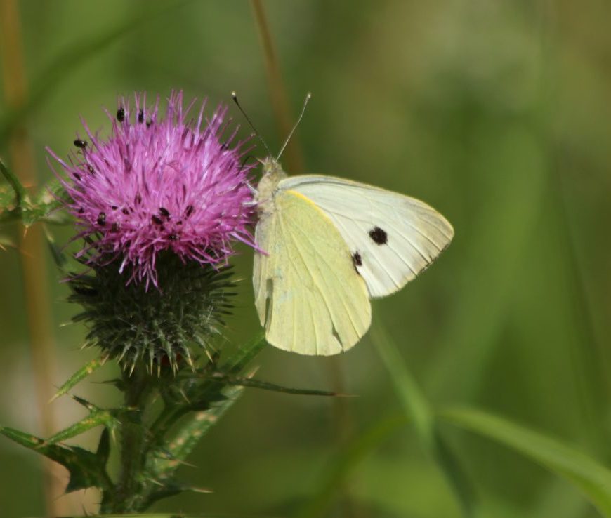 Large white on thistle Wicken Fen. Credit Andrew Bladon