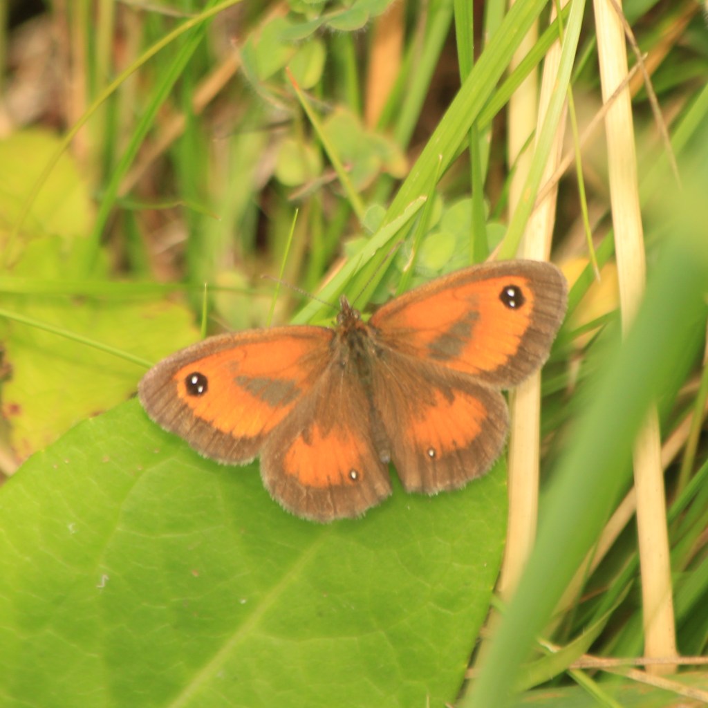 Gatekeeper, male. Credit Andrew Bladon