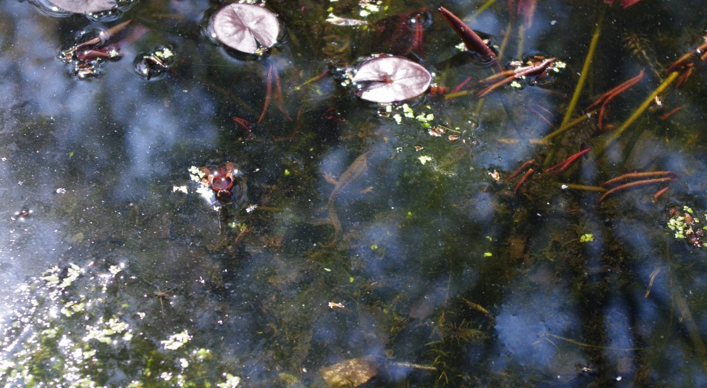 Photograph of a newt swimming up under a waterlily leaf
