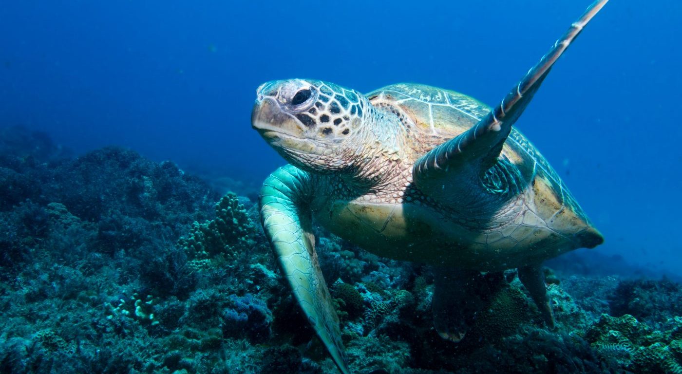 Photograph of a green turtle swimming