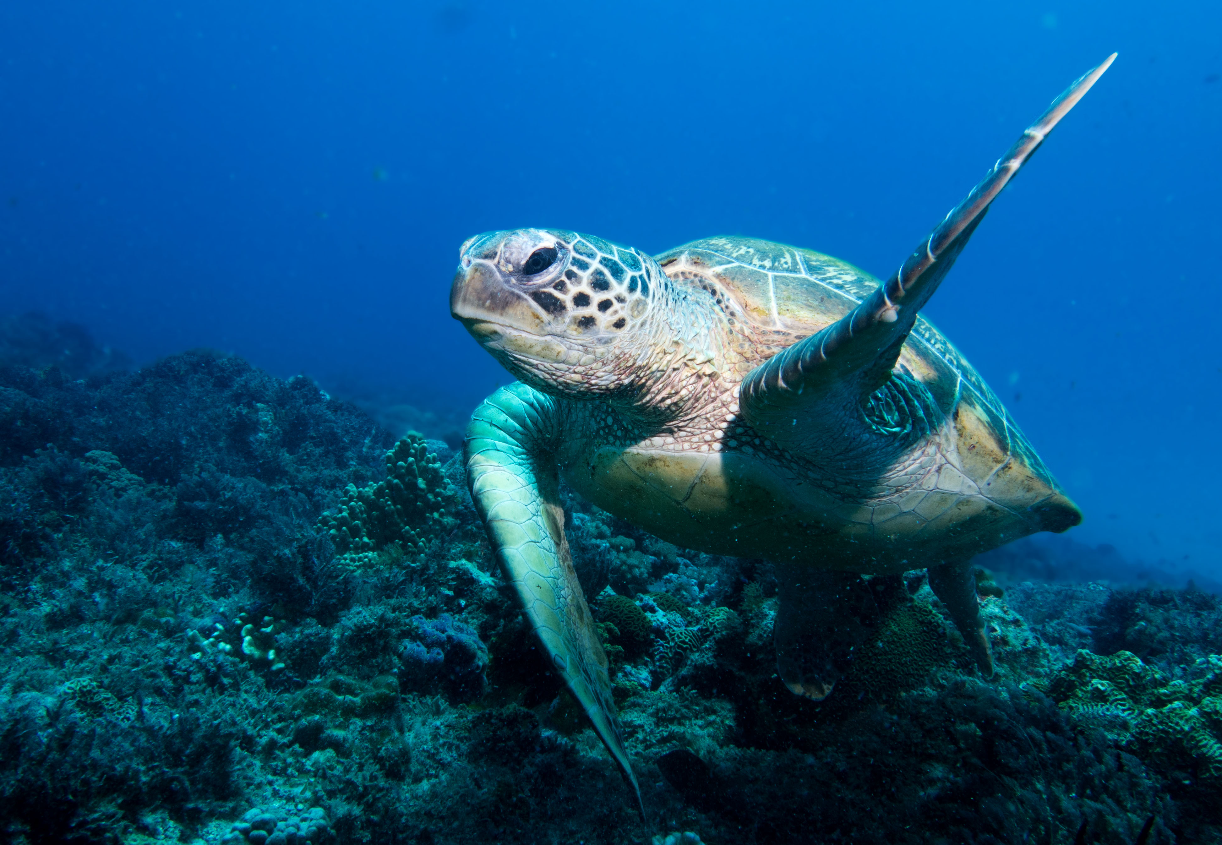 Photograph of a green turtle swimming