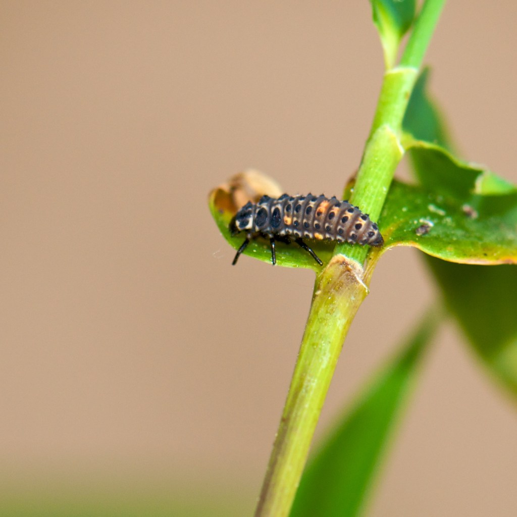 Photograph of a ladybird larva on a stem