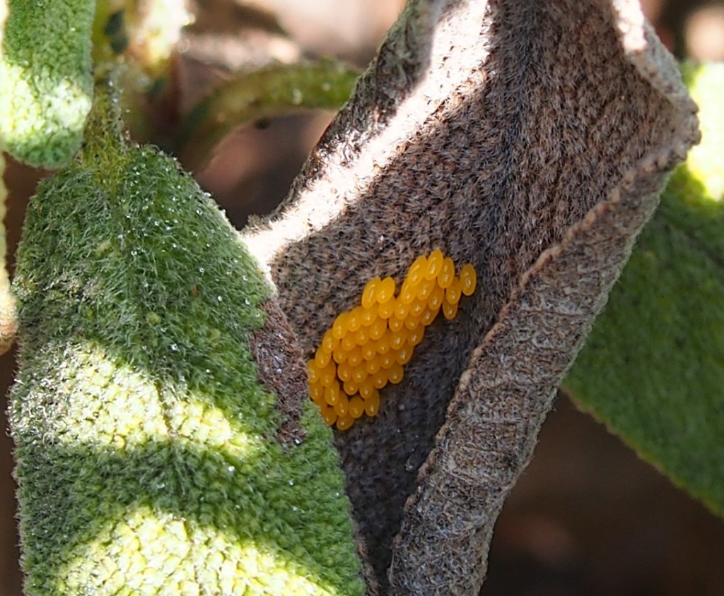 Photograph of a patch of ladybird eggs on a sage leaf