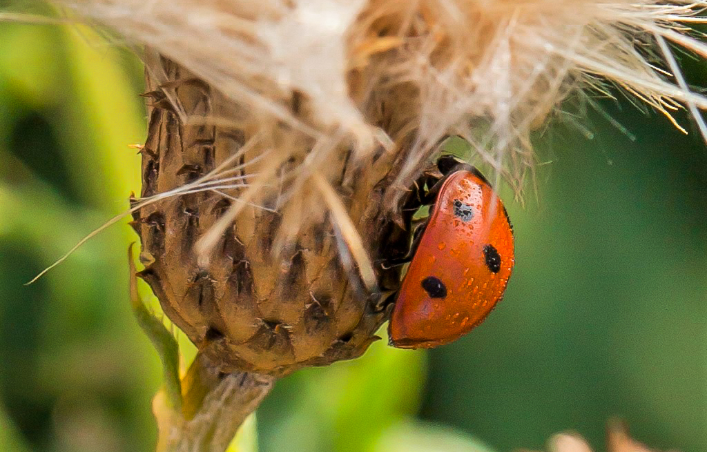 Photograph of a 7-spot ladybird on a thistle