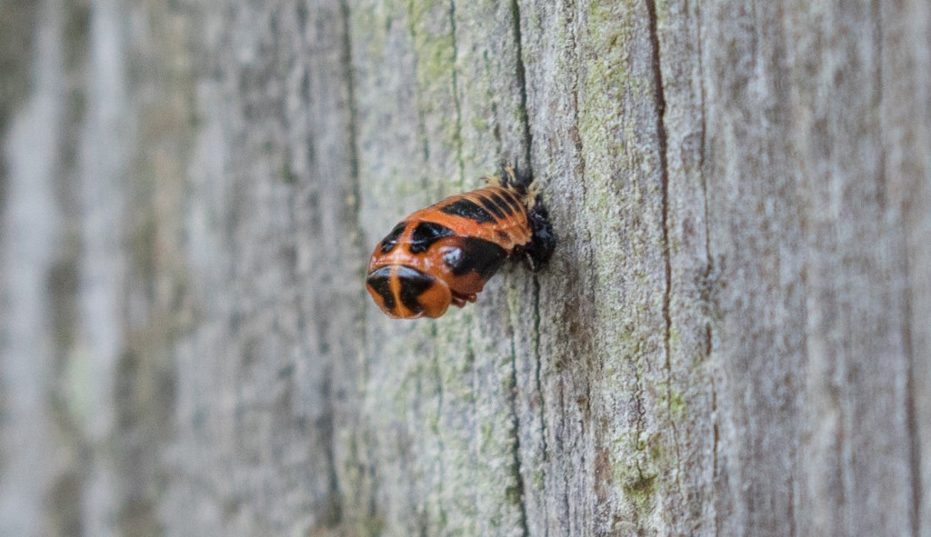 Photograph of a ladybird pupa