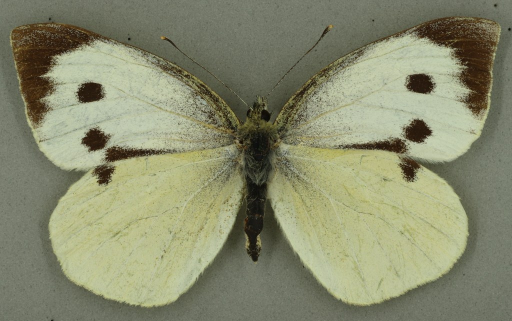Large white, University Museum of Zoology collection. Copyright University of Cambridge