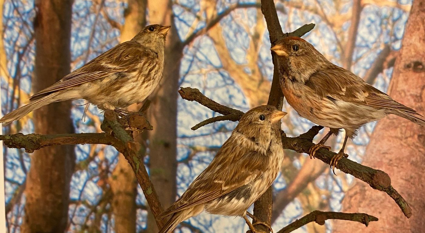 Lesser redpolls University Museum of Zoology collection ©University of Cambridge