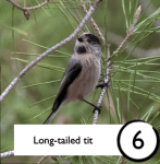 Photograph of a long-tailed tit