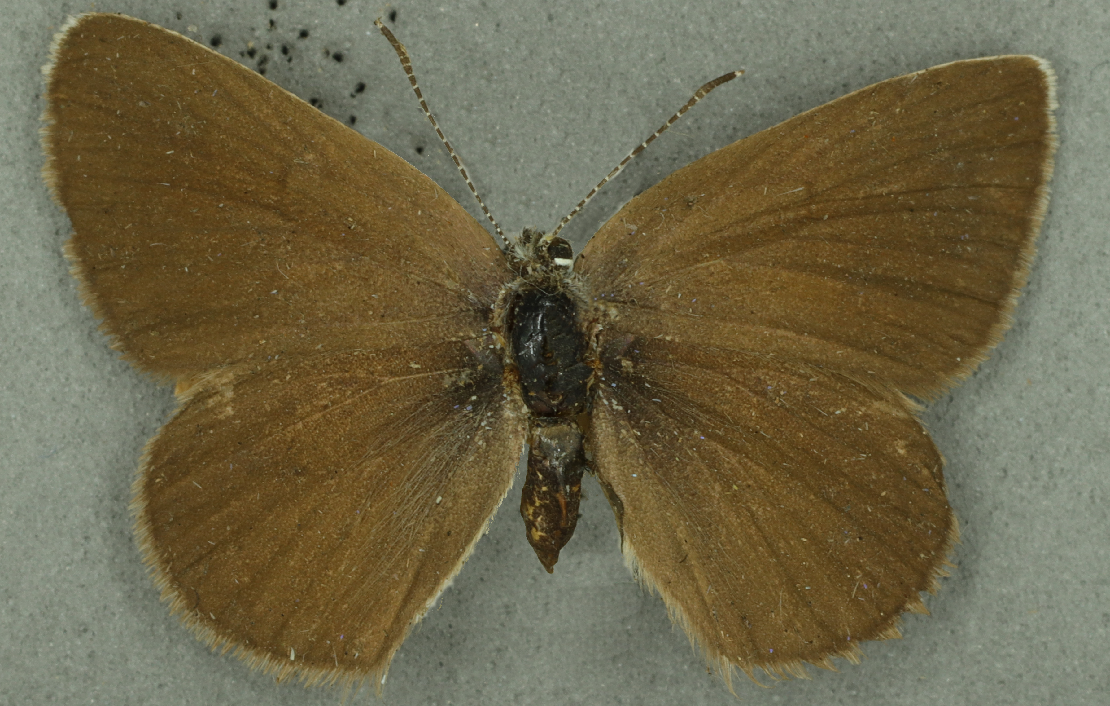 Mazarine blue female, University Museum of Zoology collection, copyright University of Cambridge