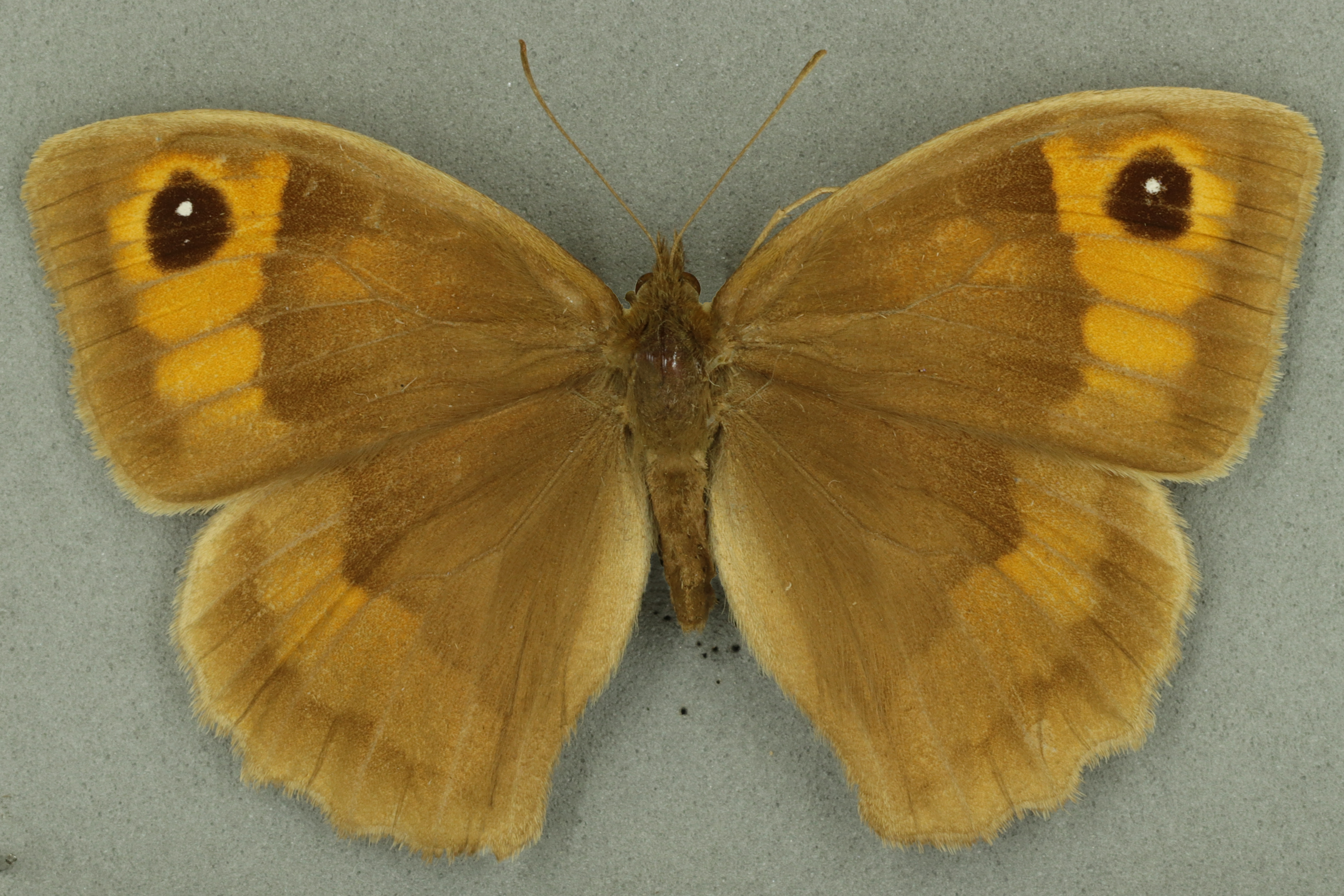 Meadow brown, female. University Museum of Zoology collection. Copyright University of Cambridge