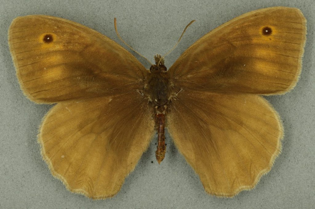 Meadow brown, male. University Museum of Zoology collection. Copyright University of Cambridge