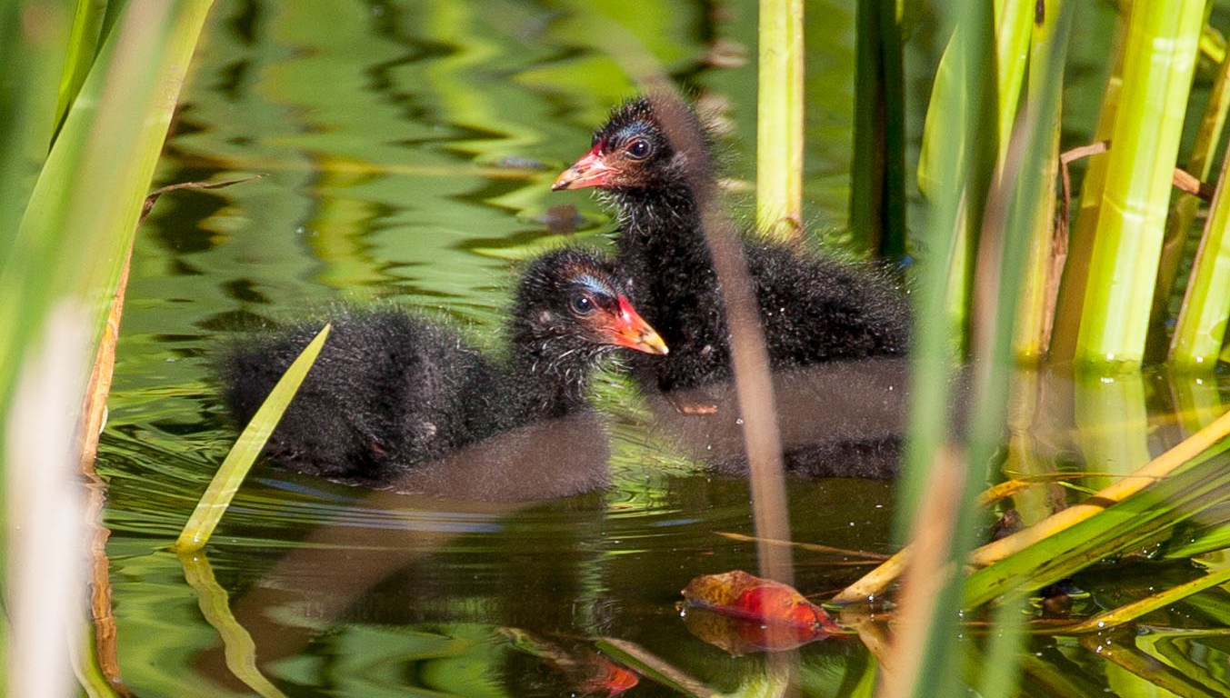 Moorhen chicks on