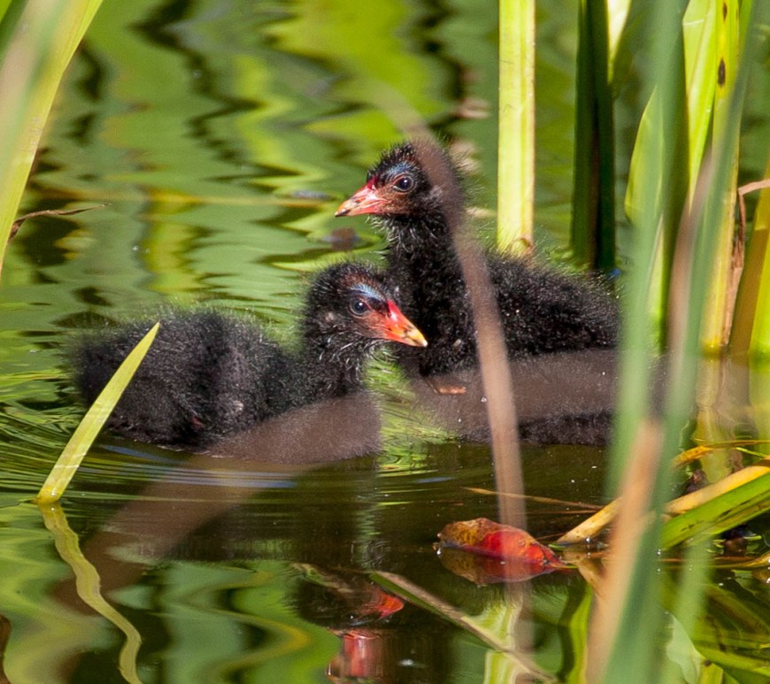Moorhen chicks on