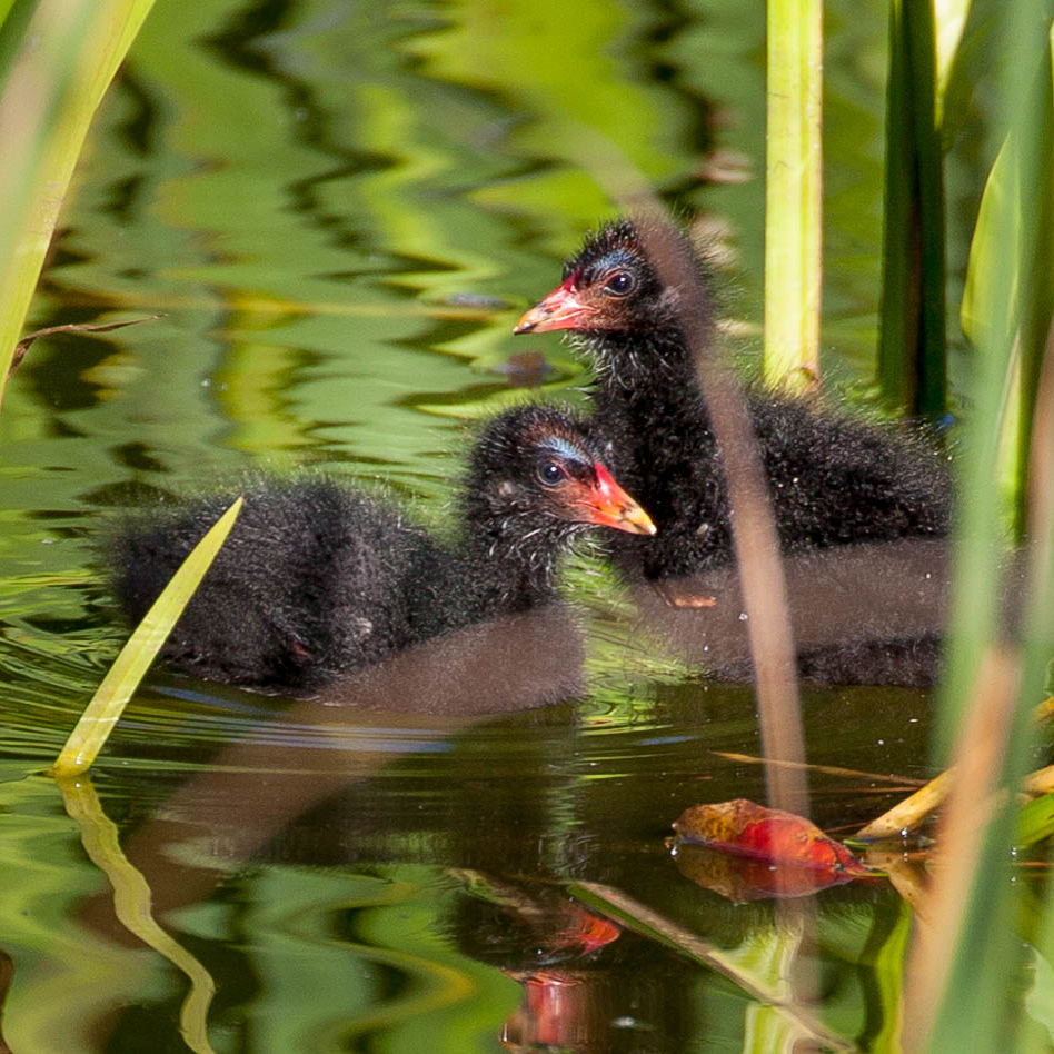 Photograph of moorhen chicks swimming amongst reeds