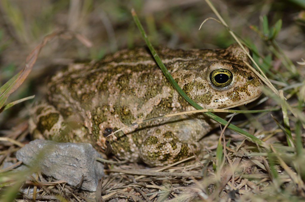 Photograph of a natterjack toad