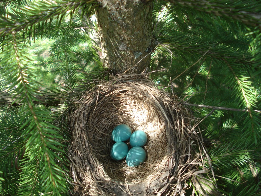 photograph of a bird's nest in a tree