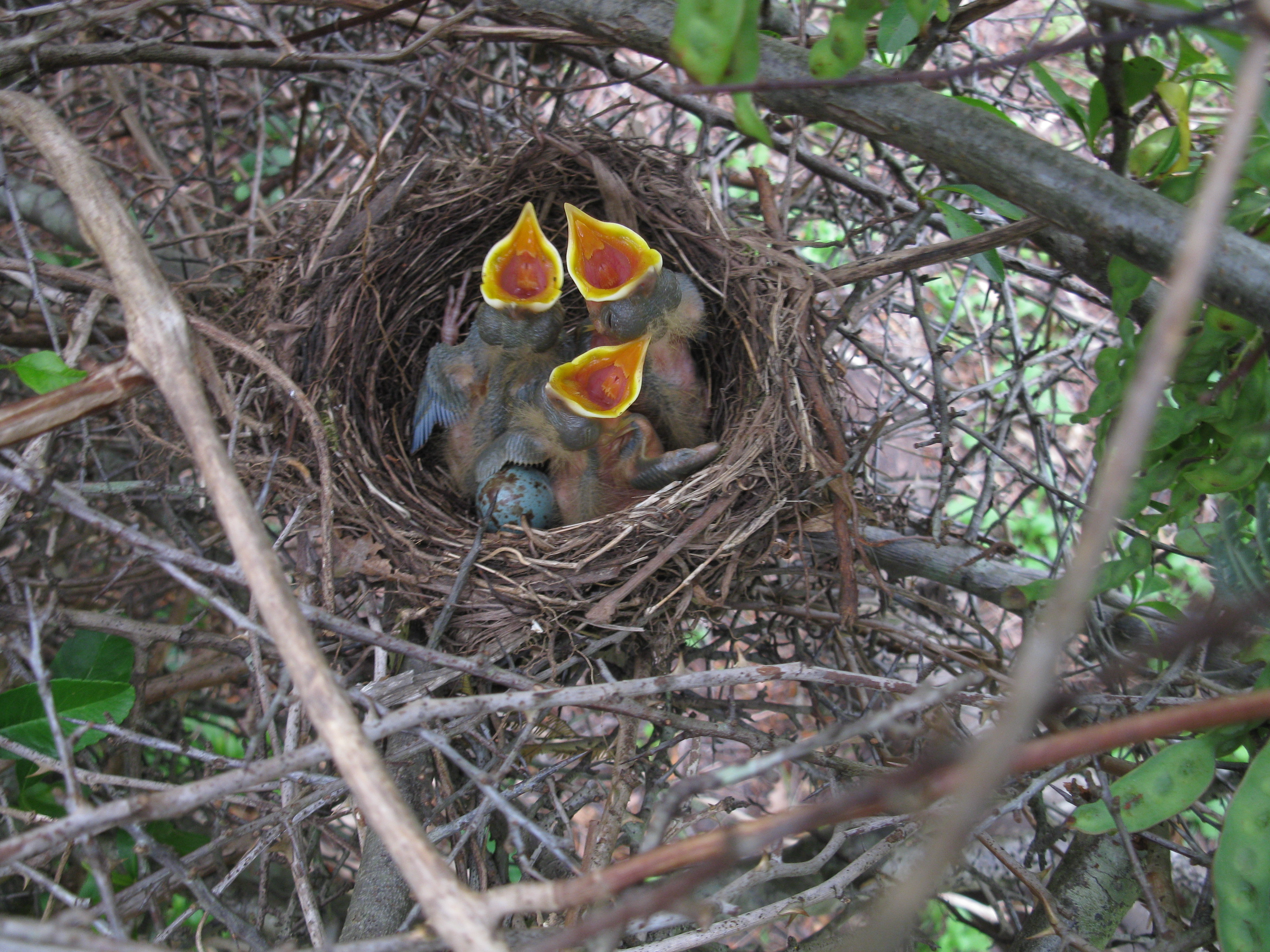 Photograph of nestlings begging