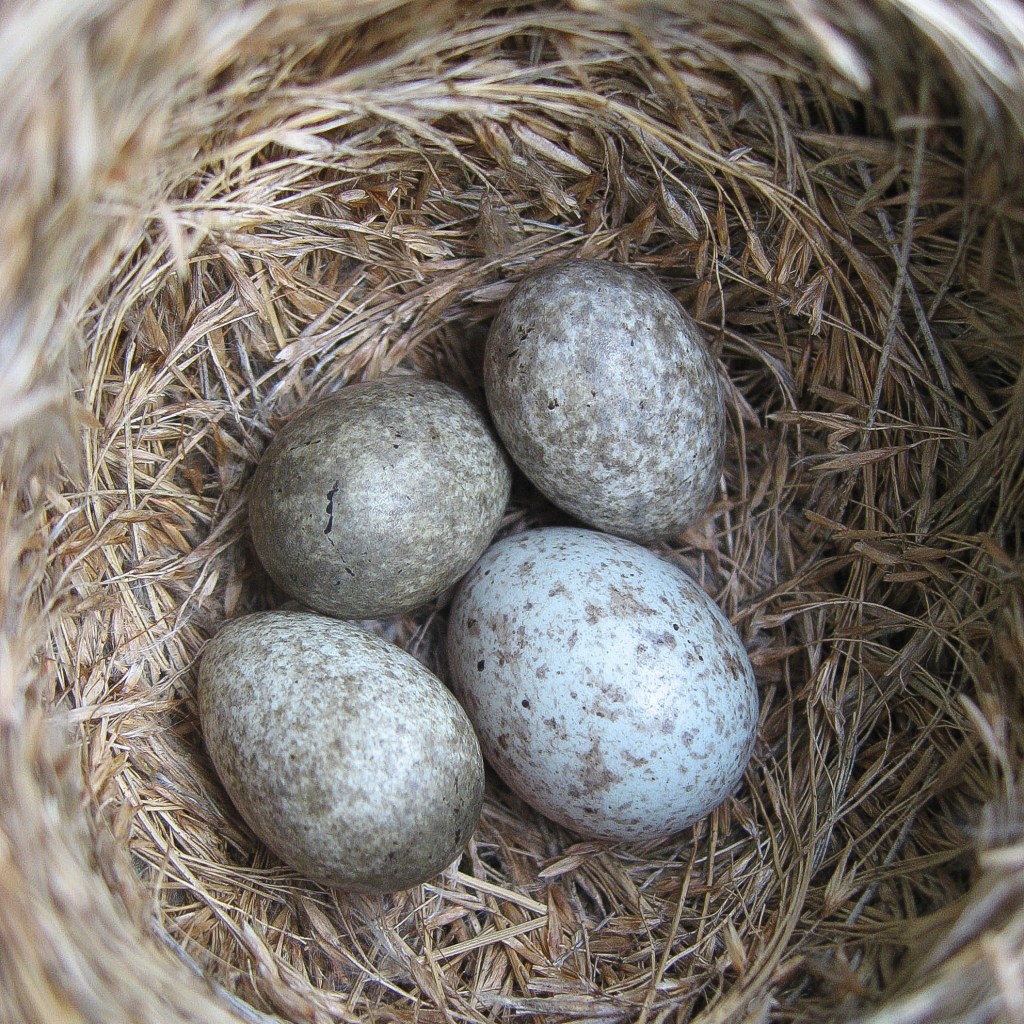 Common cuckoo, Cuculus canorus, egg in reed warbler nest, Acrocephalus scirpaceus. Credit Nick Davies