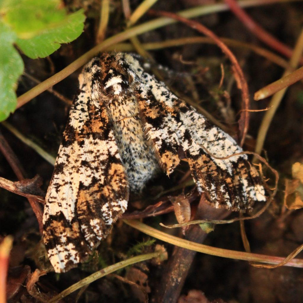 Oak beauty moth. Andrew Bladon (postdoctoral researcher)