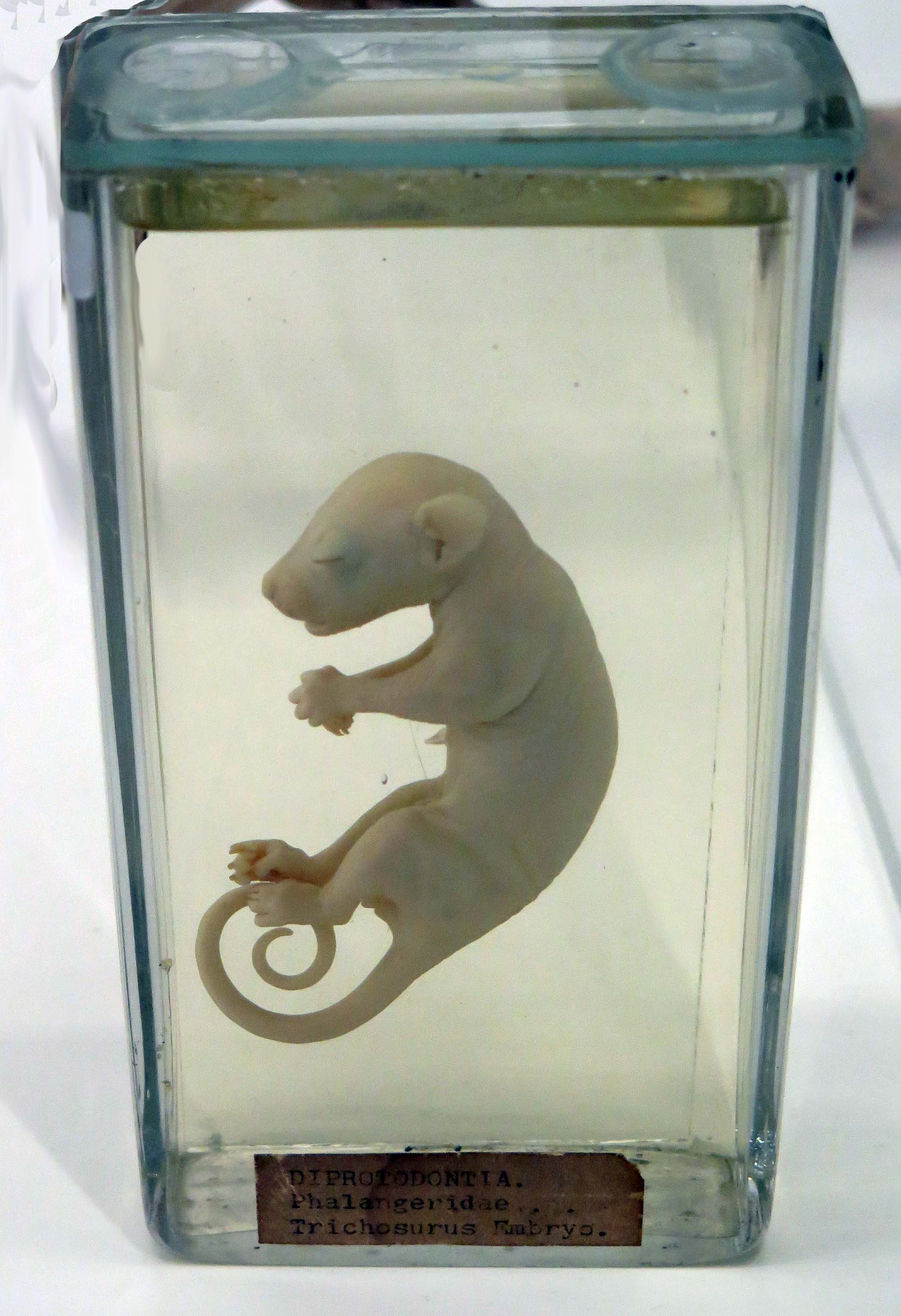 Photograph of a joey