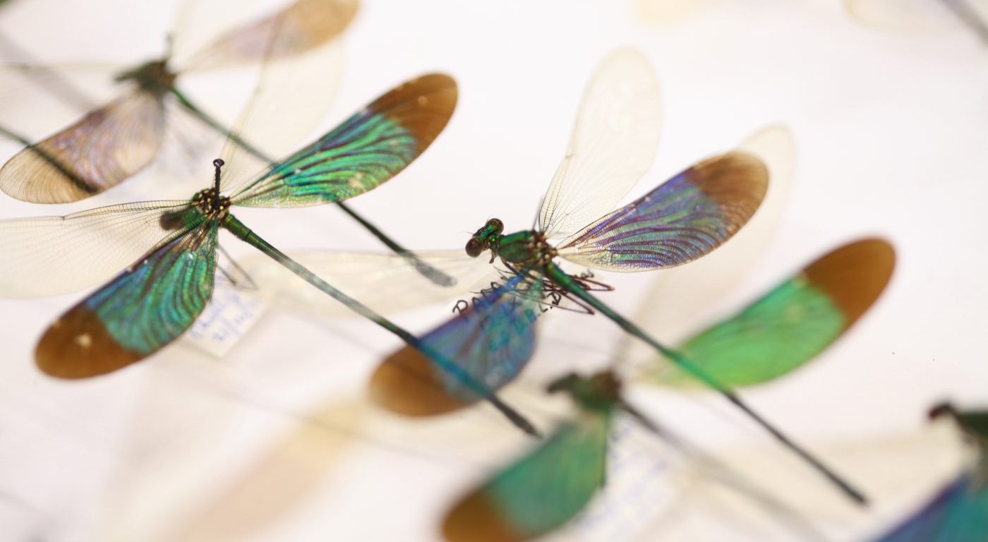 Photograph of damselfly specimens