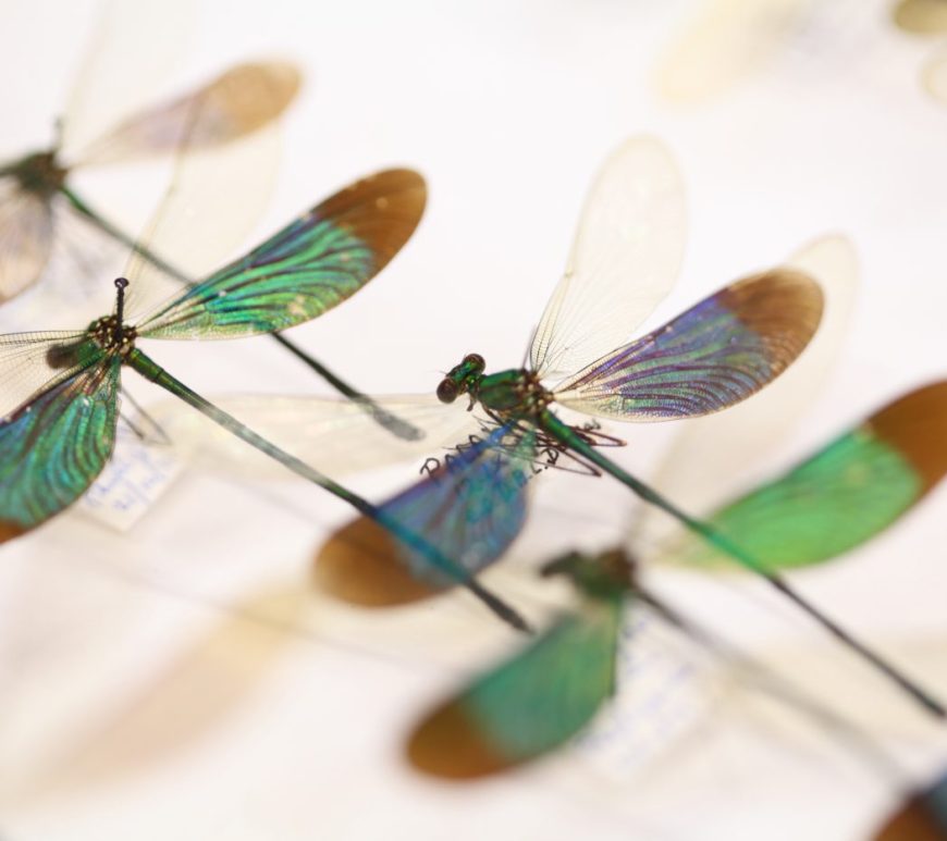 Photograph of damselfly specimens