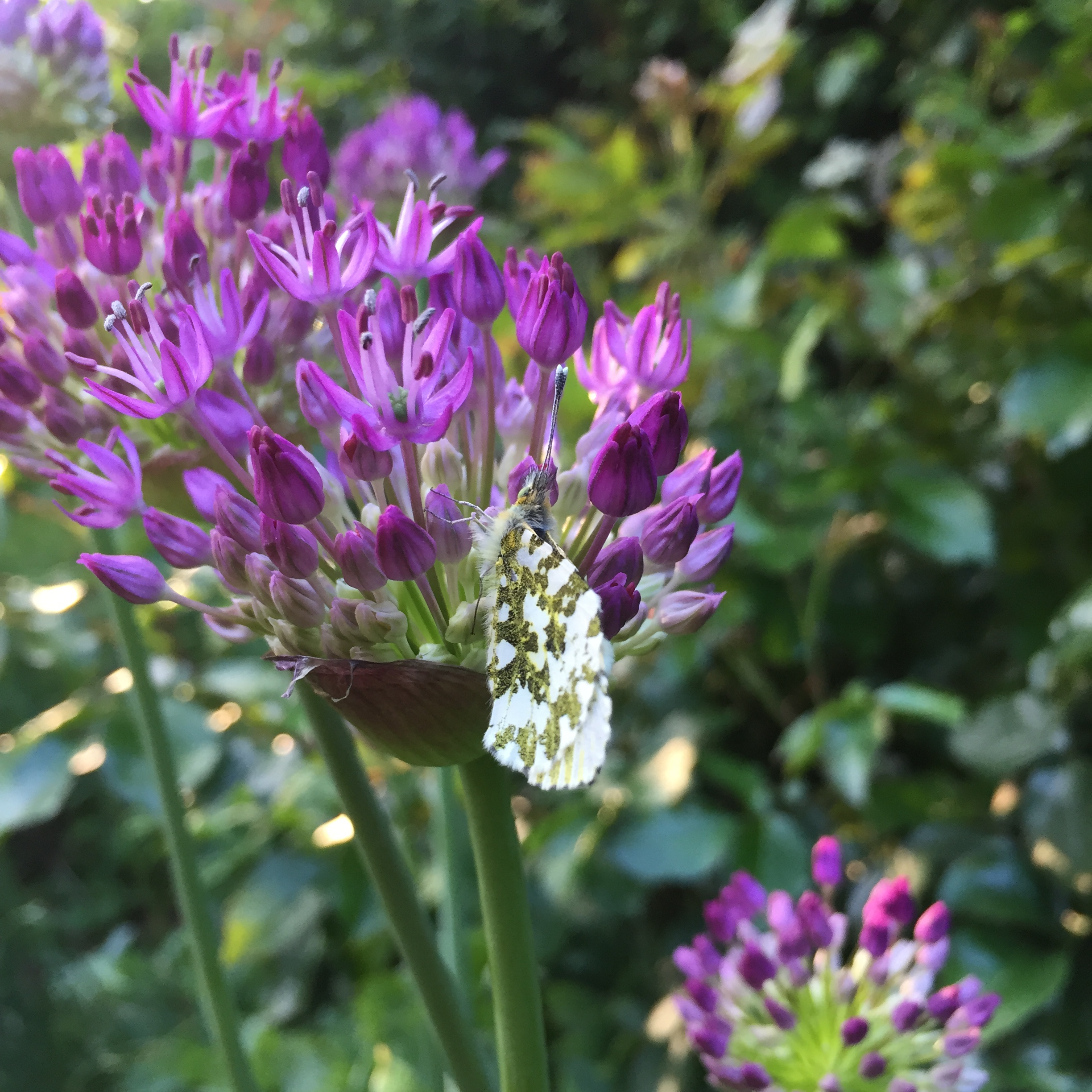 Orange tip feeding, Anthocaris cardamines. Credit Ed Turner